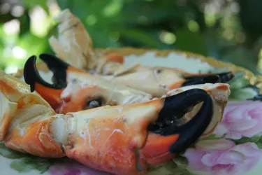 Stone crab dish