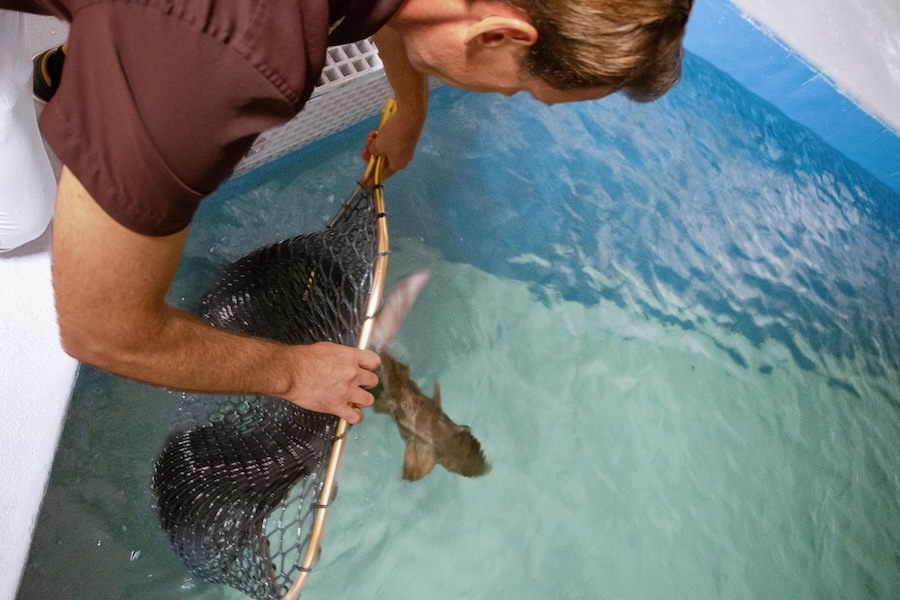 man catching shark at mote sea