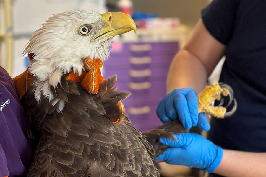 A bald eagle receives care.