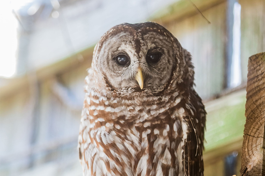 A barred owl.