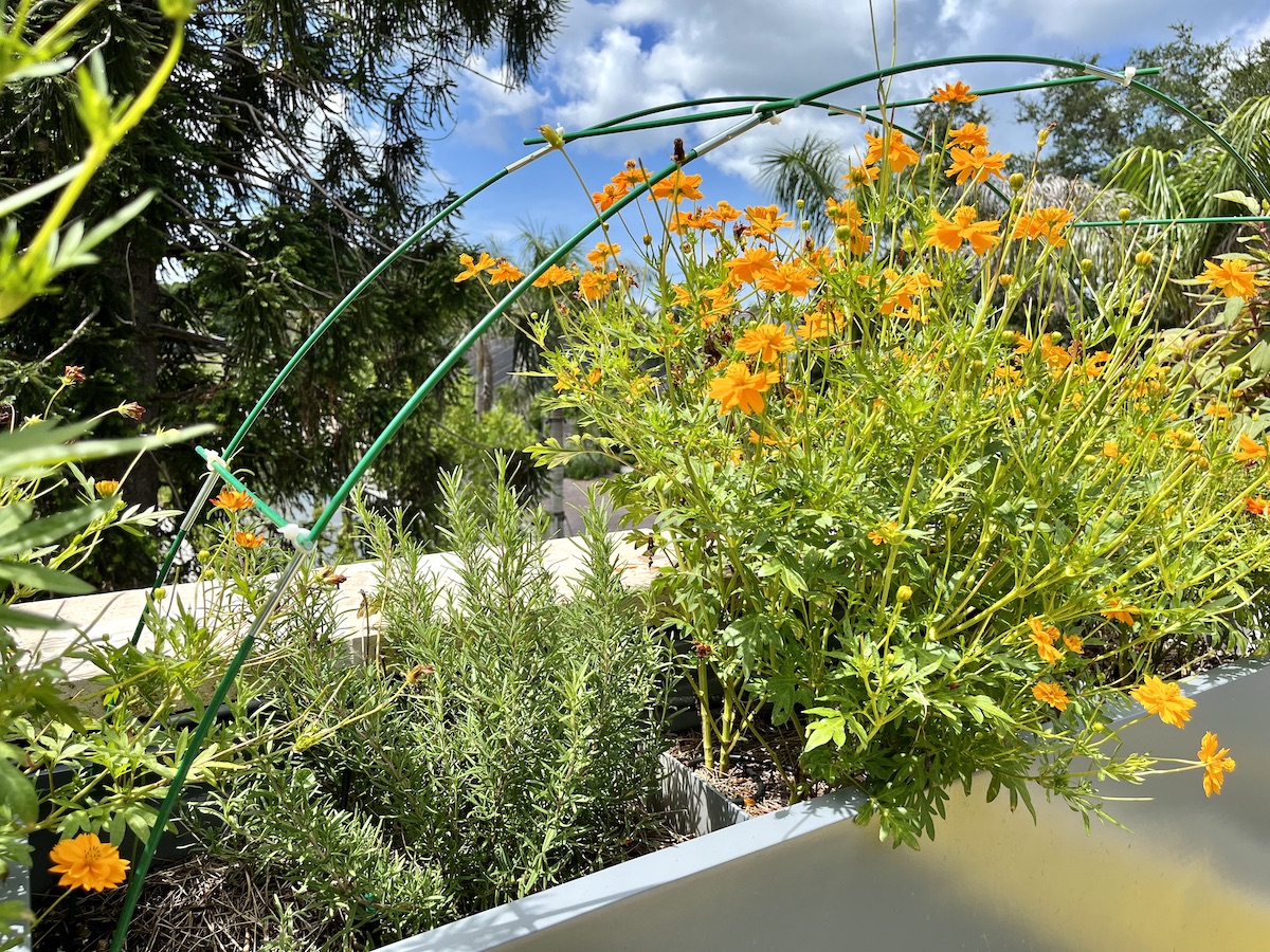 the rooftop garden at the green orchid at selby gardens