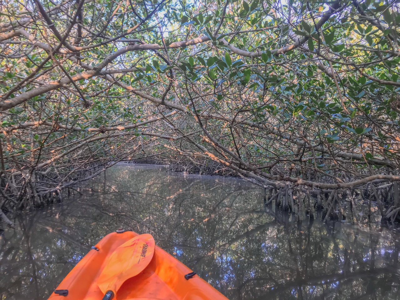 kayaking through the mangrove tunnels of lido key