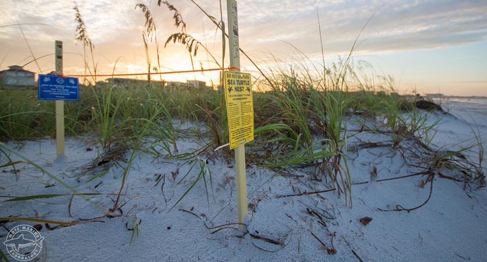 sea turtle nests in sarasota fl