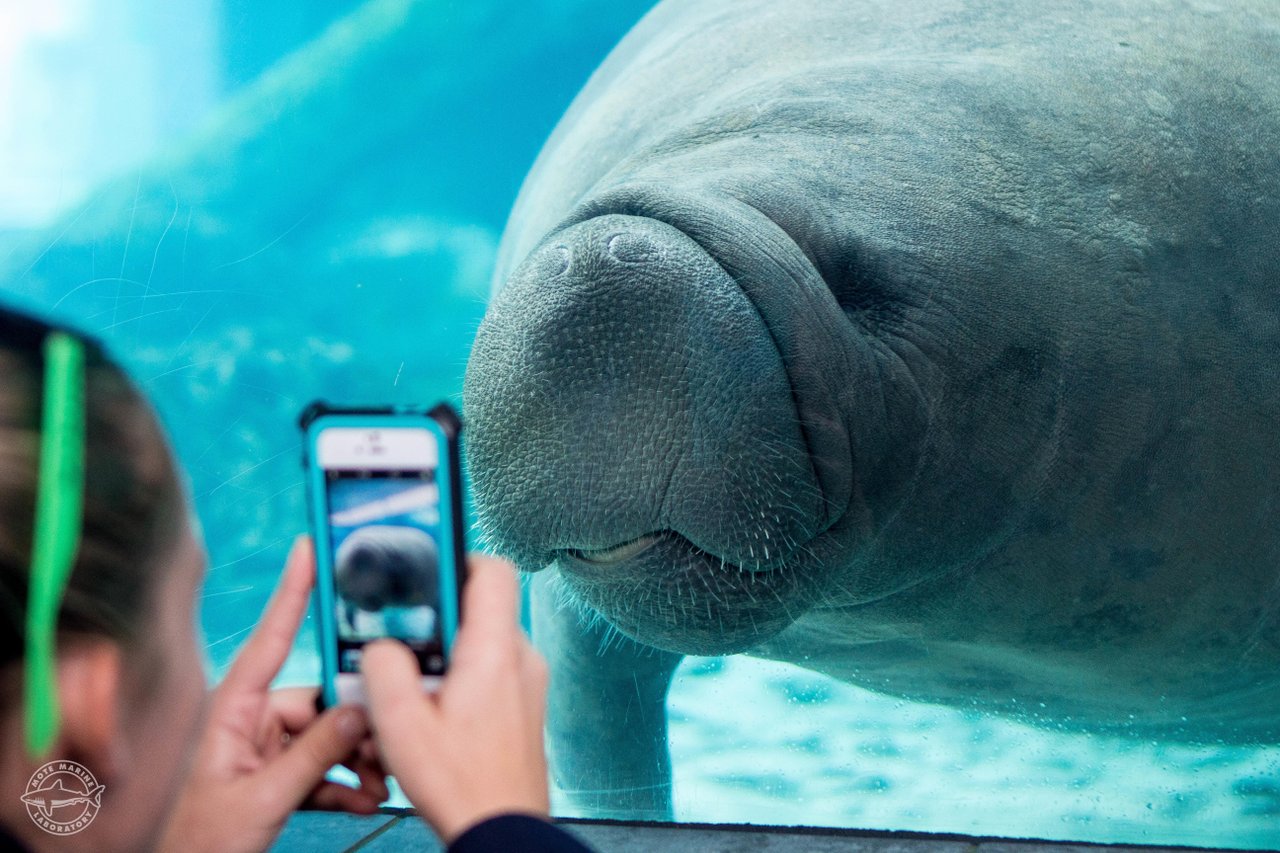 manatee looking at girl through the glass