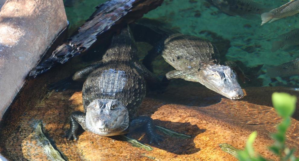 alligators at mote marine