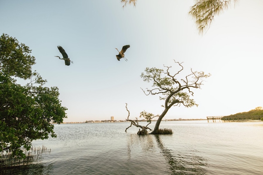 birds flying over the waters of Quick Point Nature Preserve