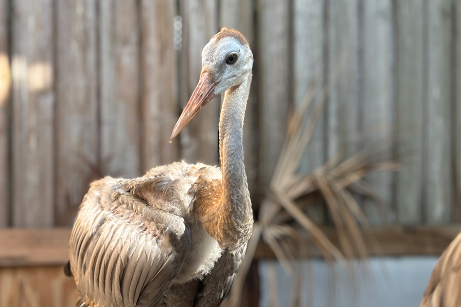 A sandhill crane.