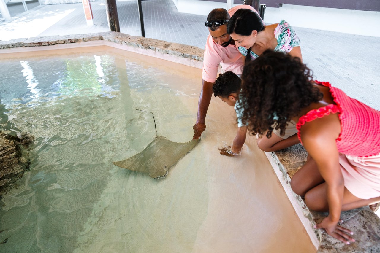 family petting sting ray in touch pool at more marine