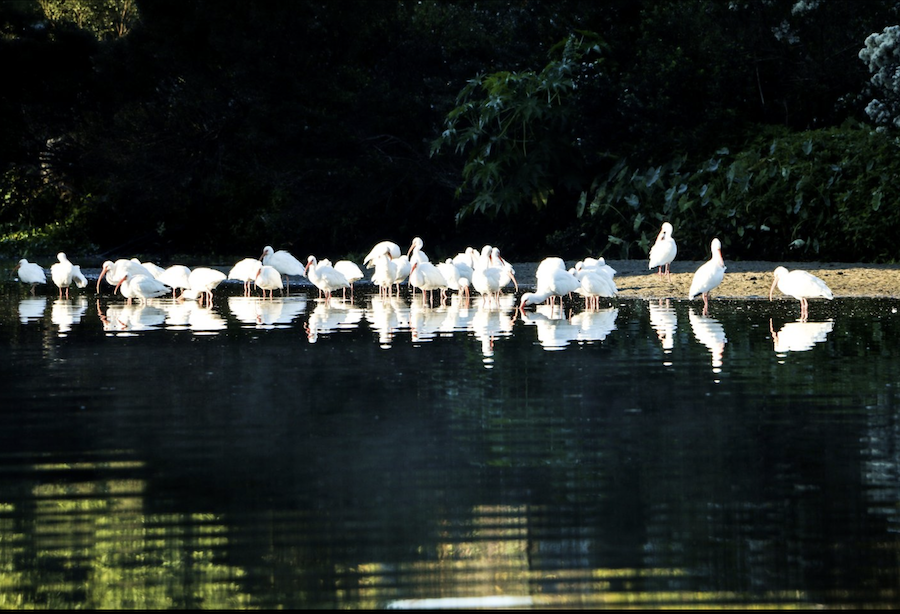 birds in sarasota river