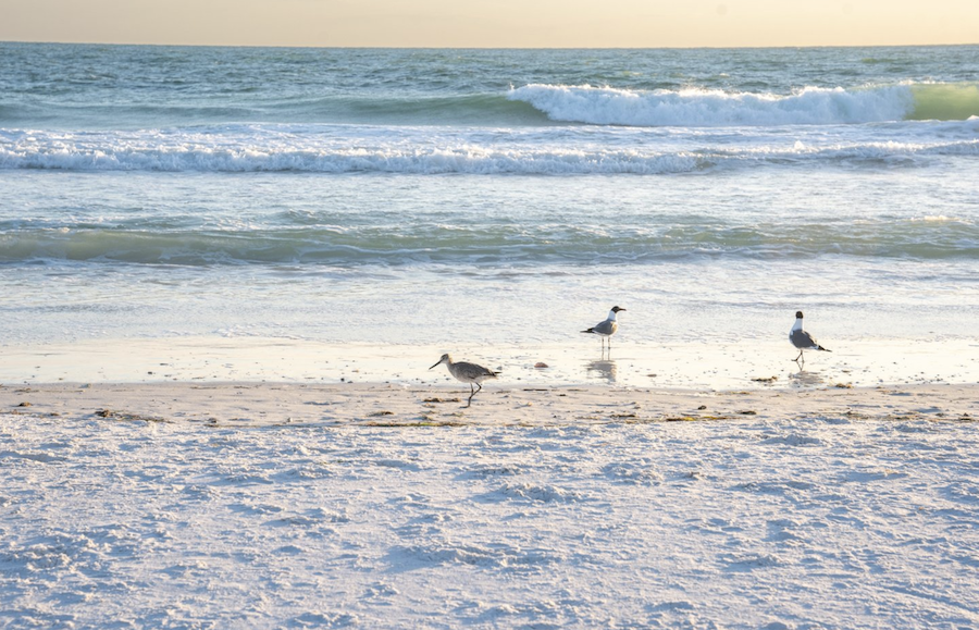 seagulls on florida beach