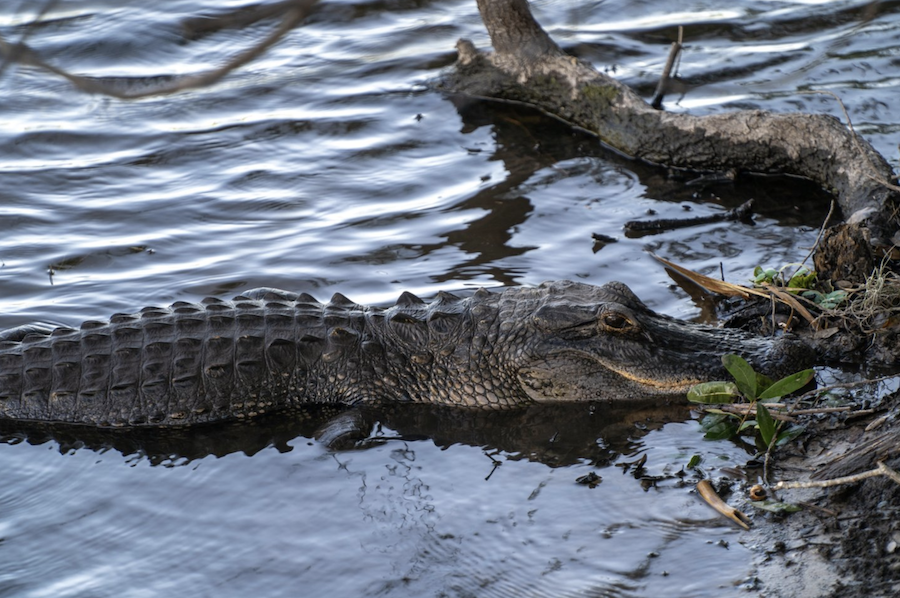 alligator at myakka river state park