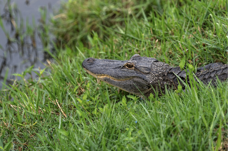alligator in the grass in sarasota jungle gardens