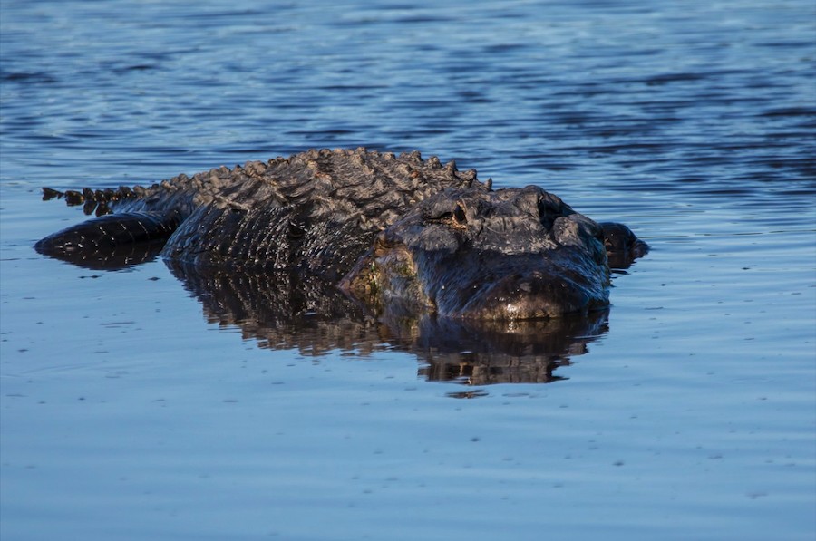 an alligator in the myakka river in englewood fl