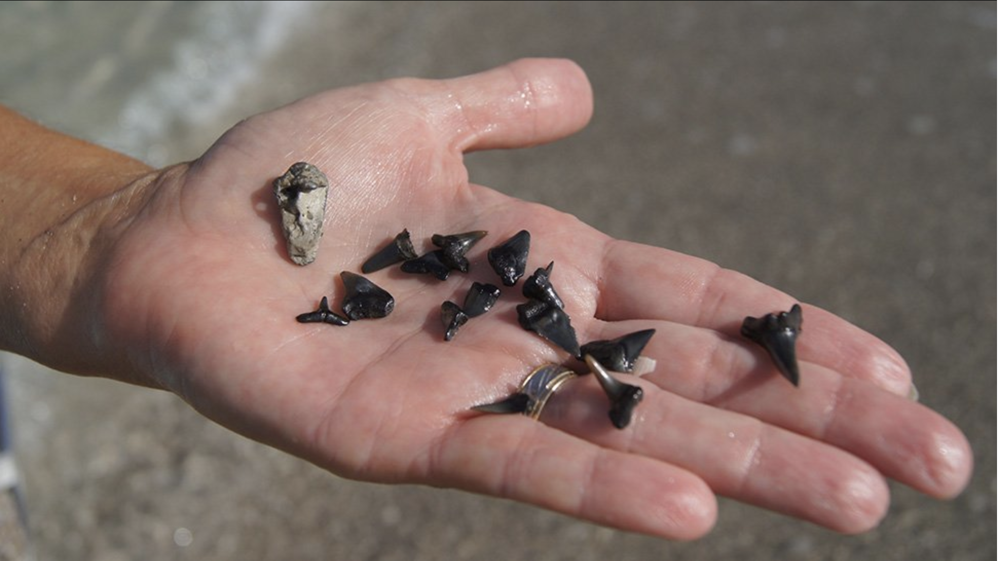 venice sharks teeth found on a tour in sarasota fl