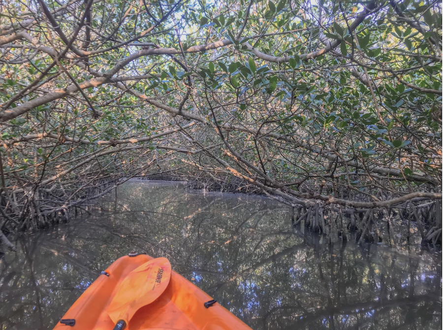 kayaking through lido keys mangrove tunnel