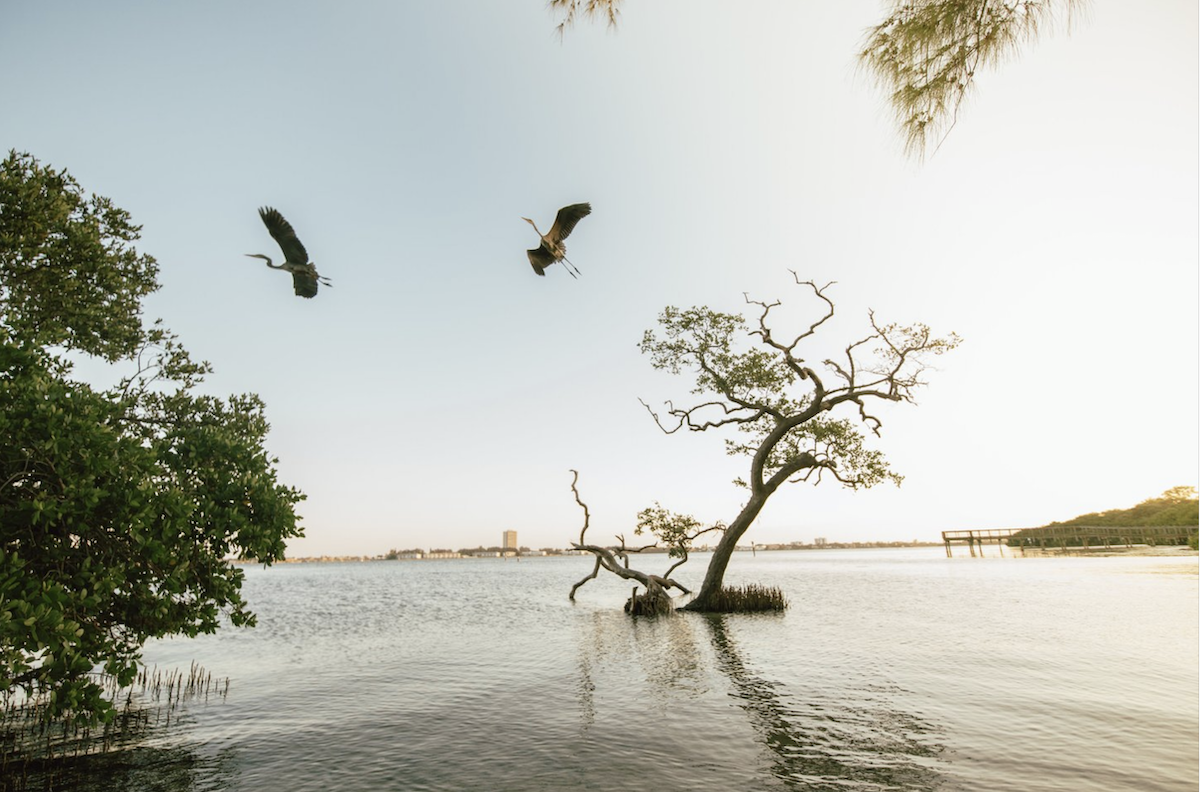 birds flying at quick point preserve