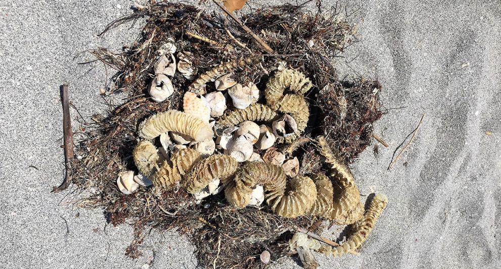 sea turtle egg shells nest