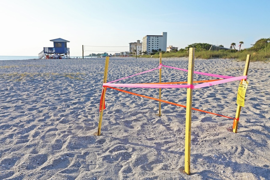sea turtle nesting on venice beach fl