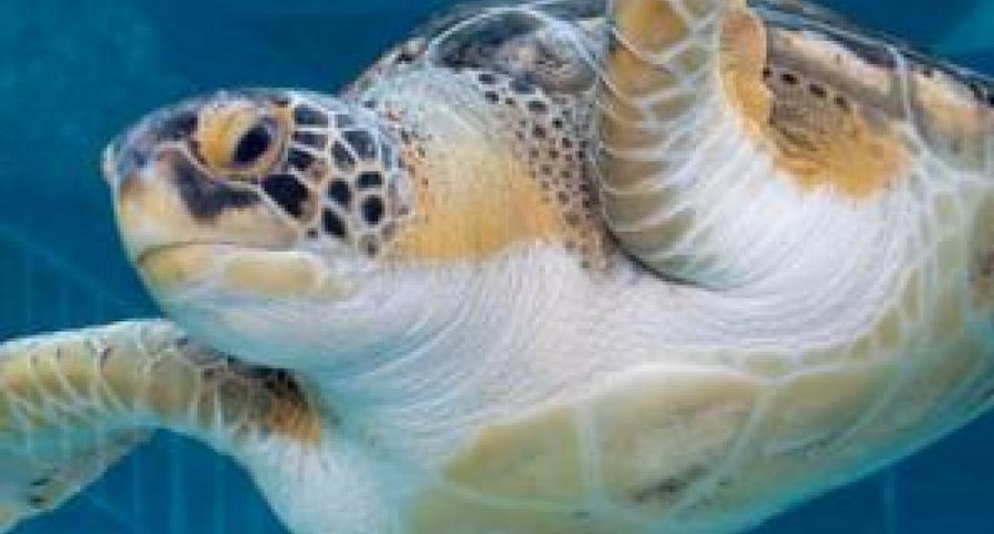 sea turtle art mote marine aquarium