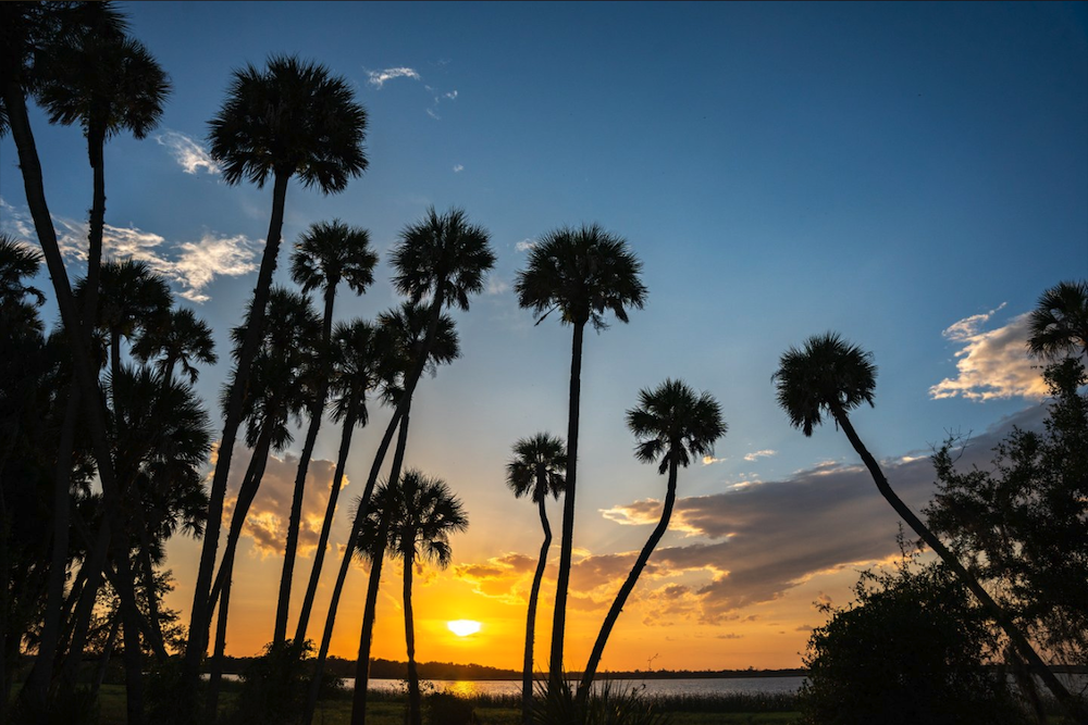 palm trees and sunset in myakka river state park